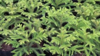 Yeşil bahçede yaz yaprakları, stok görüntüler.