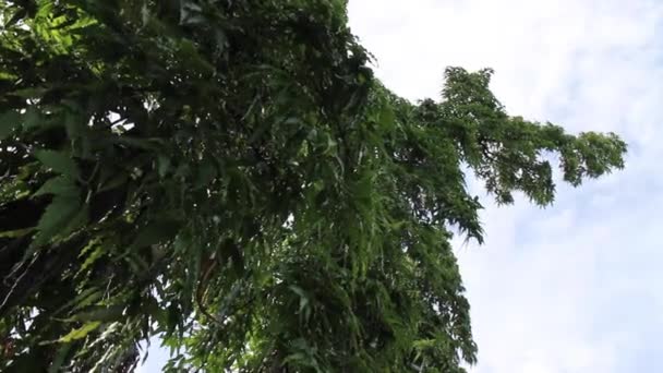 Eucalyptusboom Het Zomerveld Beeldmateriaal — Stockvideo