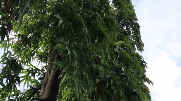 Eucalyptusboom Het Zomerveld Beeldmateriaal — Stockvideo