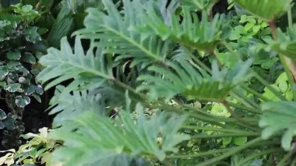 Verano Deja Planta Jardín Verde Material Archivo — Vídeo de stock