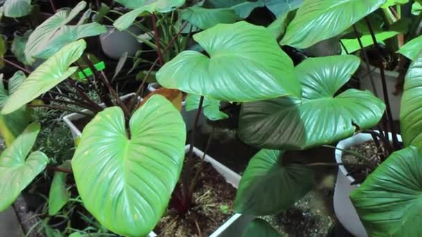 Planta Folhas Verão Jardim Verde Imagens Estoque — Vídeo de Stock