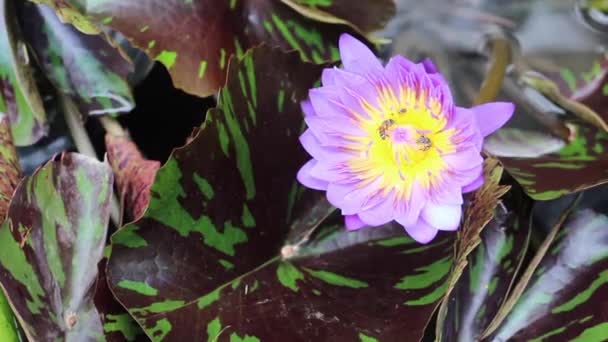 Sommar Lotus Växt Grön Trädgård Stockfilm — Stockvideo
