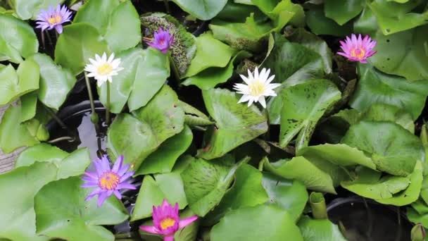 Sommar Lotus Växt Grön Trädgård Stockfilm — Stockvideo