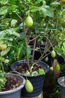 Açık hava pazarında yeşil yaz bitkisi, stok fotoğrafı.