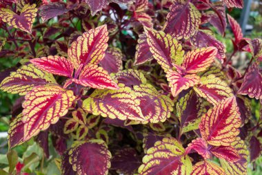 Açık hava pazarında yeşil yaz bitkisi, stok fotoğrafı.