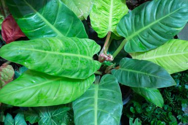 Açık hava pazarında yeşil yaz bitkisi, stok fotoğrafı.