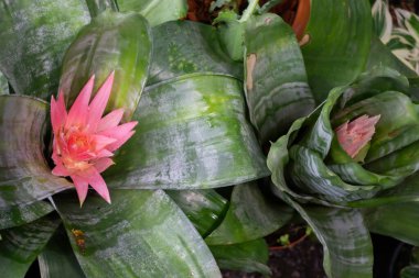 Açık hava pazarında yeşil yaz bitkisi, stok fotoğrafı.