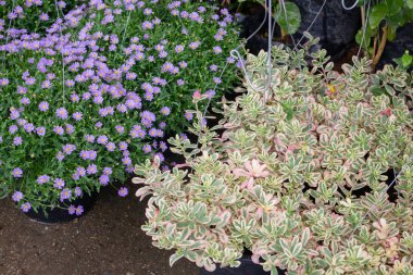 Açık hava pazarında yeşil yaz bitkisi, stok fotoğrafı.