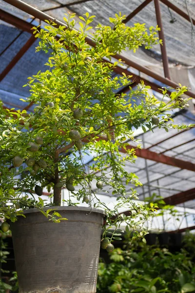 Groene Zomerplant Openlucht Markt Stock Foto — Stockfoto