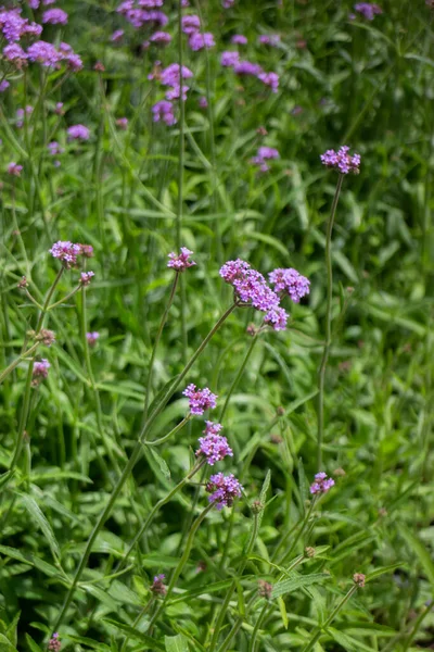 Green Summer Plant Outdoors Market Stock Photo — Stock Photo, Image