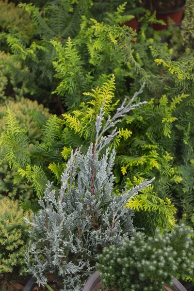 户外市场的绿色夏季植物 库存照片 — 图库照片