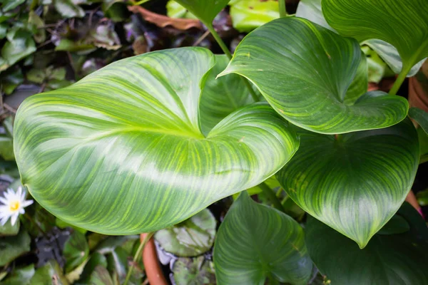 Green Summer Plant Outdoors Market Stock Photo — Stock Photo, Image