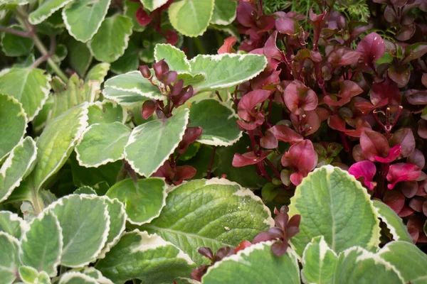 Green Summer Plant Outdoors Market Stock Photo — Stock Photo, Image