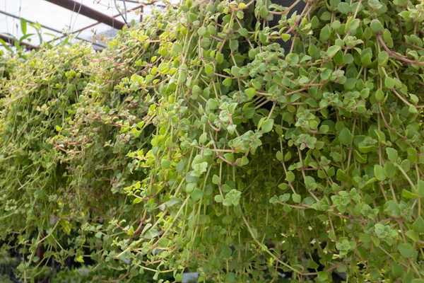 屋外市場での緑の夏の植物 ストックフォト — ストック写真