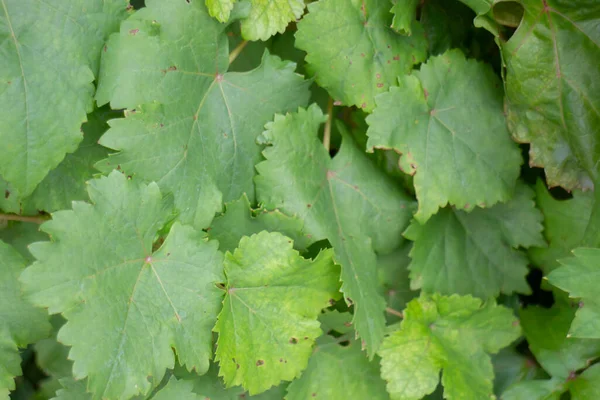 屋外市場での緑の夏の植物 ストックフォト — ストック写真