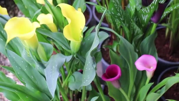 Planta Flores Verão Jardim Verde Imagens Estoque — Vídeo de Stock