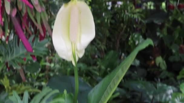緑の庭の夏の花の植物 株の映像 — ストック動画