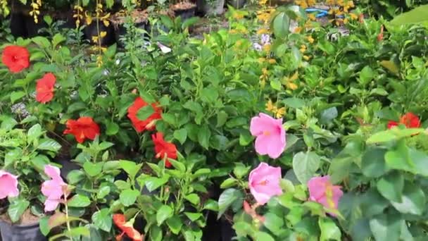 Plante Fleur Été Dans Jardin Vert Images Stock — Video