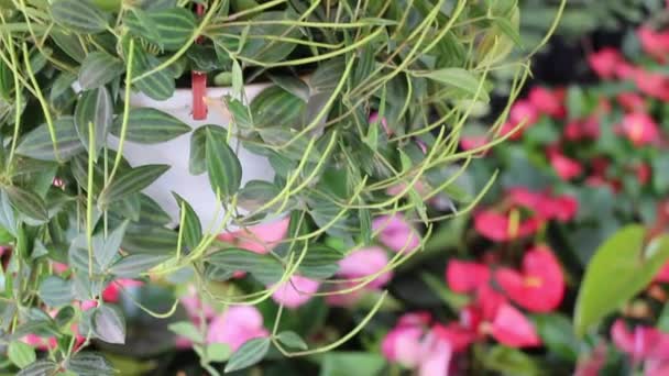 Letni Kwiat Roślin Zielonym Ogrodzie Materiał Dowodowy — Wideo stockowe