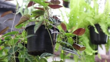 Yeşil bahçede yaz yaprakları, stok görüntüler.