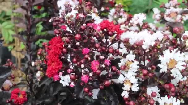Letní Květina Zelené Zahradě Stock Záběry — Stock video