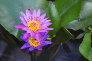 Flowers of water lilies on the surface of the water, stock photo