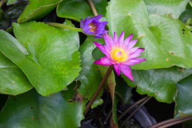 Flowers of water lilies on the surface of the water, stock photo