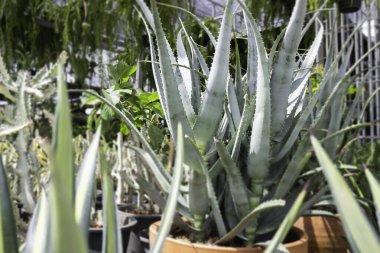 Açık hava pazarında yeşil yaz bitkisi, stok fotoğrafı.