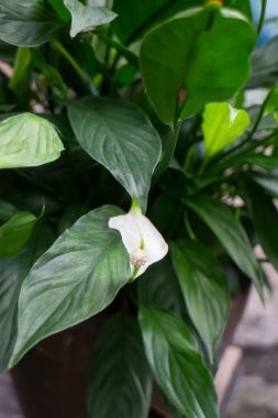 Açık hava pazarında yeşil yaz bitkisi, stok fotoğrafı.