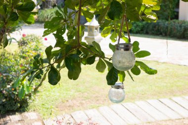 Summer garden with green leaves plant, stock photo