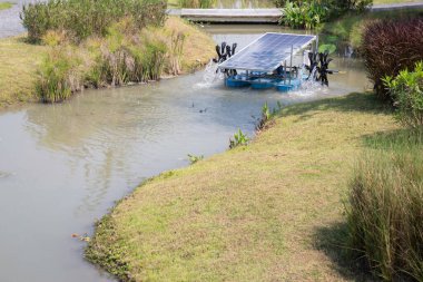 Summer garden with green leaves plant, stock photo