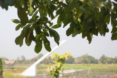 Summer garden with green leaves plant, stock photo