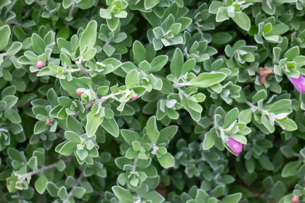 Pianta Estiva Verde Nel Mercato All Aperto Stock Photo — Foto Stock