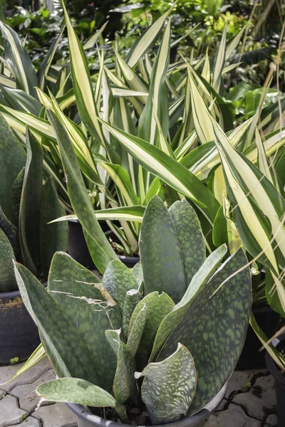 Groene Zomerplant Openlucht Markt Stock Foto — Stockfoto