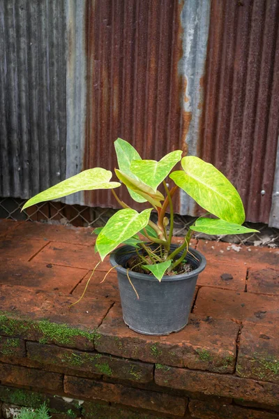 Green Summer Plant Outdoors Market Stock Photo — Stock Photo, Image