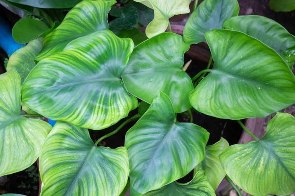 Groene Zomerplant Openlucht Markt Stock Foto — Stockfoto