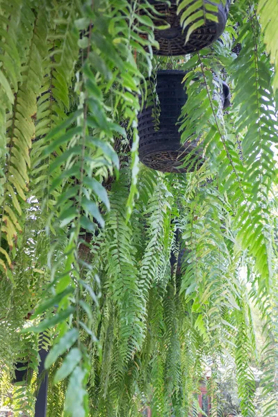 Літній Сад Рослиною Зеленого Листя Стокове Фото — стокове фото