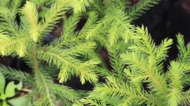 Yeşil bahçede yaz yaprakları, stok görüntüler.