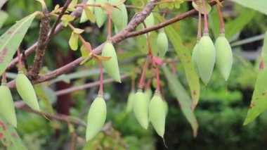 Yeşil bahçede yaz yaprakları, stok görüntüler.