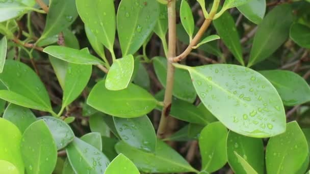 夏天的叶子植物在绿色的花园 储存的镜头 — 图库视频影像