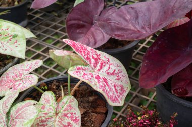 Bahçe bitkileri yeşil yaprakların arka planı, stok fotoğrafı.