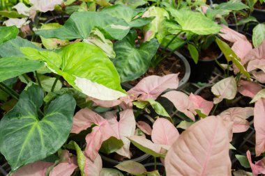 Bahçe bitkileri yeşil yaprakların arka planı, stok fotoğrafı.