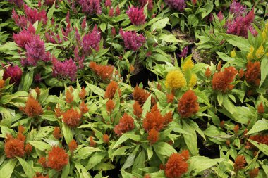 Bahçe bitkileri yeşil yaprakların arka planı, stok fotoğrafı.