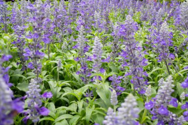 Bahçe bitkileri yeşil yaprakların arka planı, stok fotoğrafı.