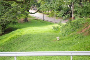 Kamu parkındaki manzara ağacı, stok fotoğrafı