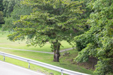 Kamu parkındaki manzara ağacı, stok fotoğrafı