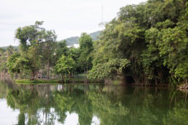 Kamu parkındaki manzara ağacı, stok fotoğrafı