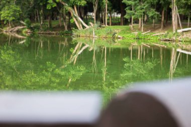 Kamu parkındaki manzara ağacı, stok fotoğrafı