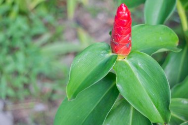 Bahçe bitkileri yeşil yaprakların arka planı, stok fotoğrafı.