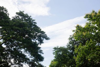 Bahçe bitkileri yeşil yaprakların arka planı, stok fotoğrafı.